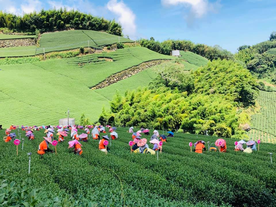 阿里山烏龍茶禮盒(300g*2)